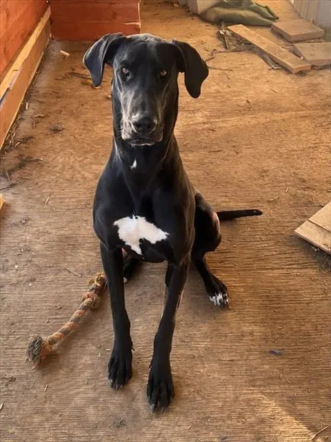 Frankie