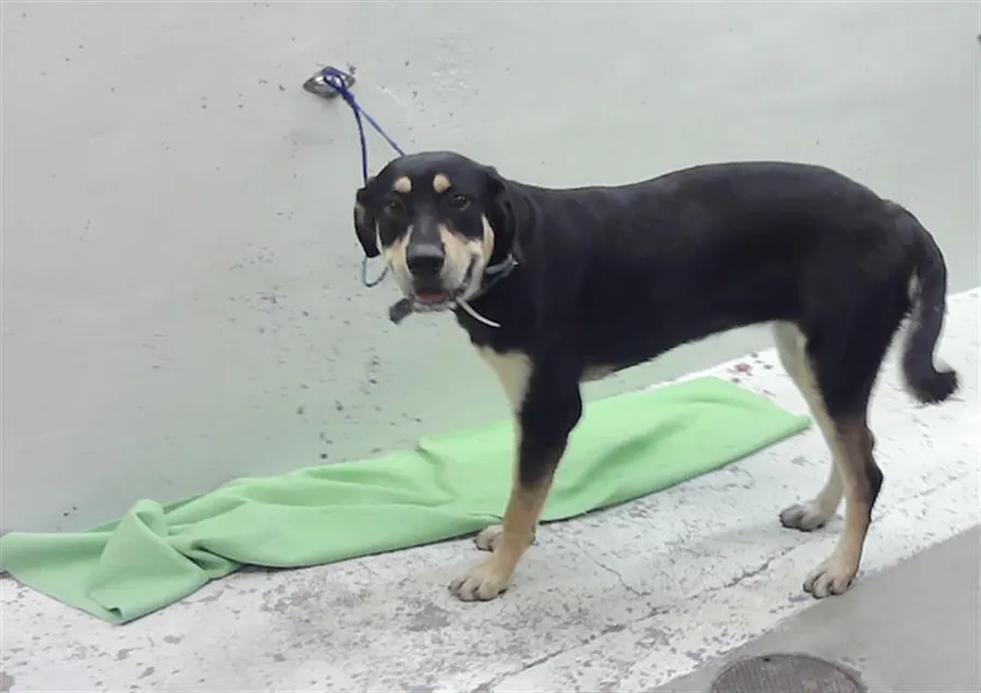 Adoptable Dog