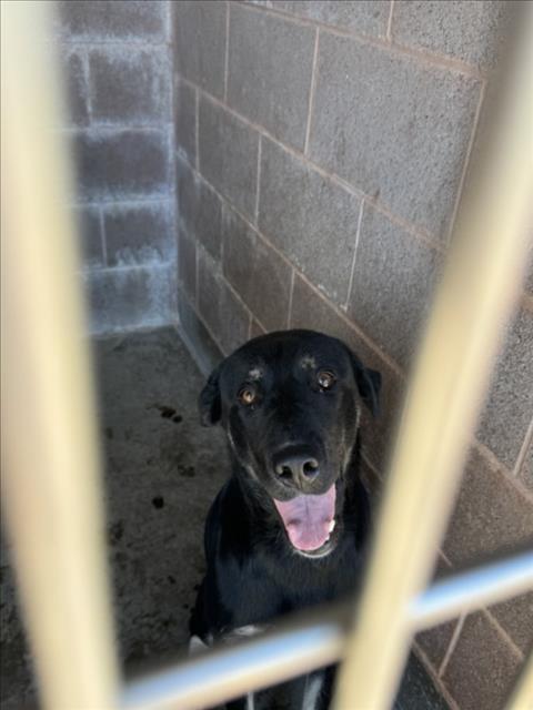 Adoptable Dog