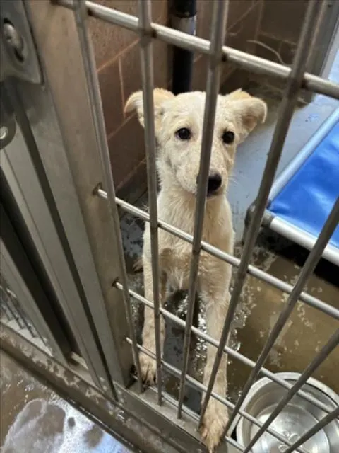 Adoptable Dog