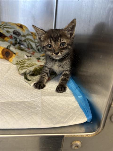 Adoptable Cat