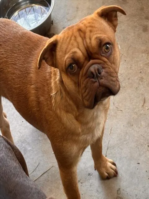 Adoptable Dog