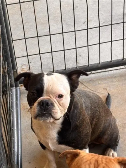 Adoptable Dog