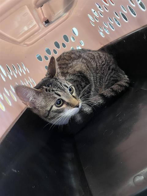 Adoptable Cat