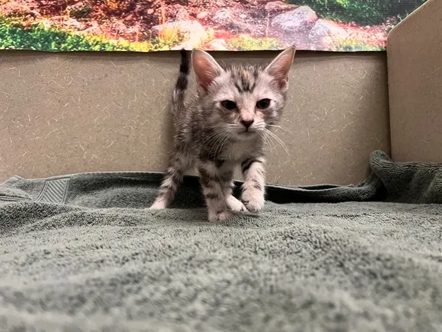 Adoptable Cat