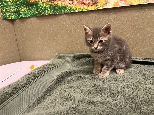 Adoptable Cat