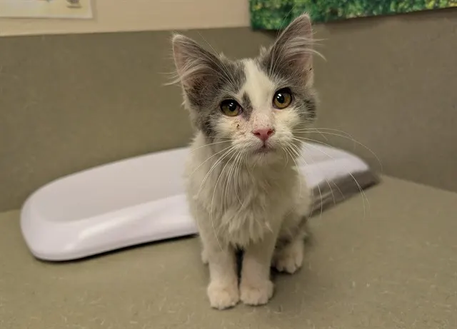 Adoptable Cat