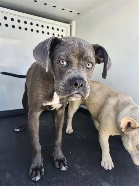 Adoptable Dog
