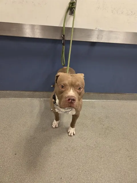Bolo
