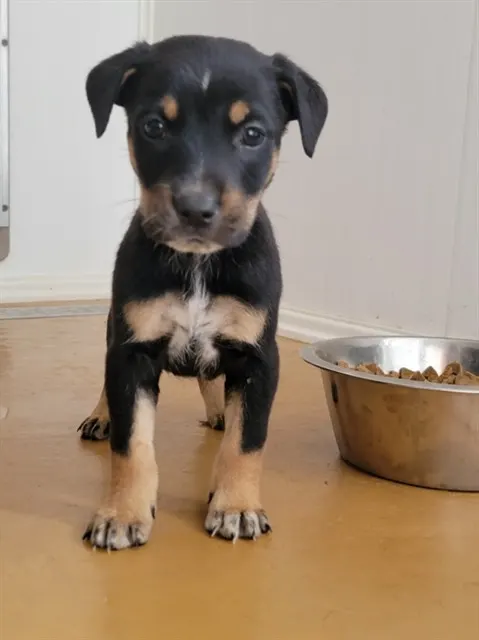 Archie