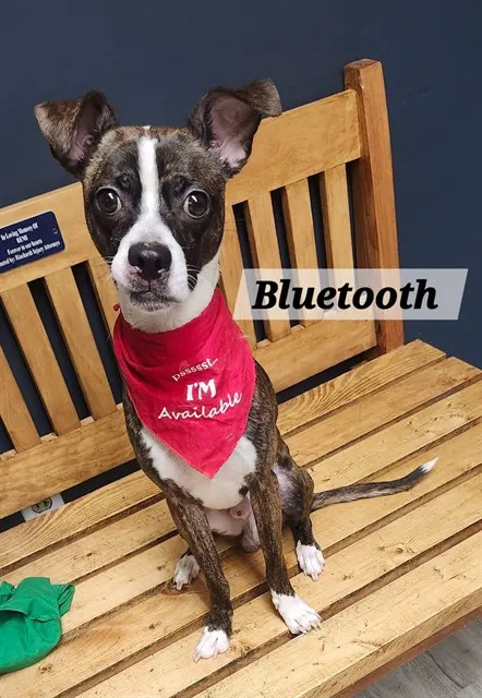 Bluetooth
