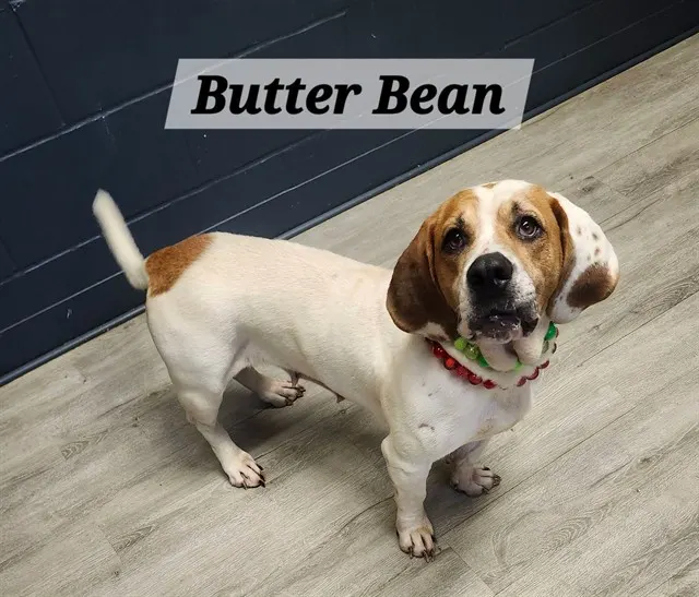 Butterbean