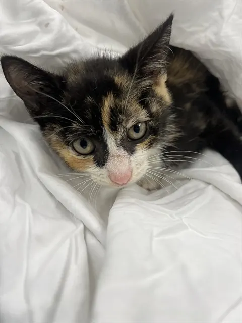 Amelia