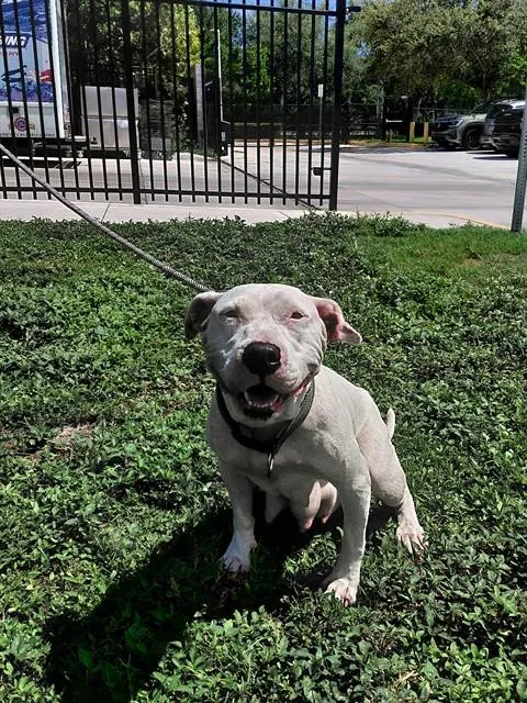 Adoptable Dog