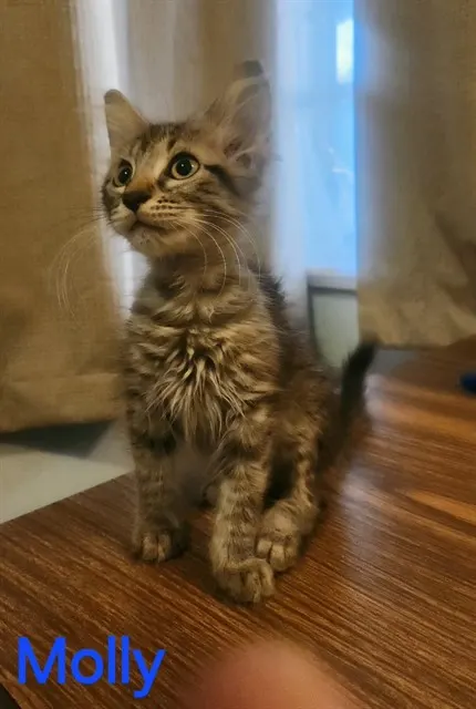 Molly