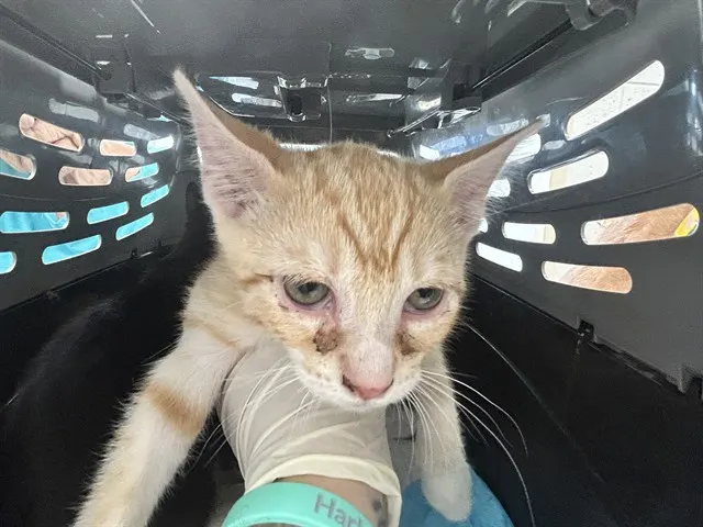 Adoptable Cat