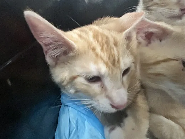 Adoptable Cat