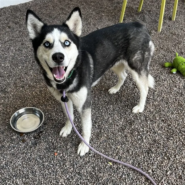 Kleo