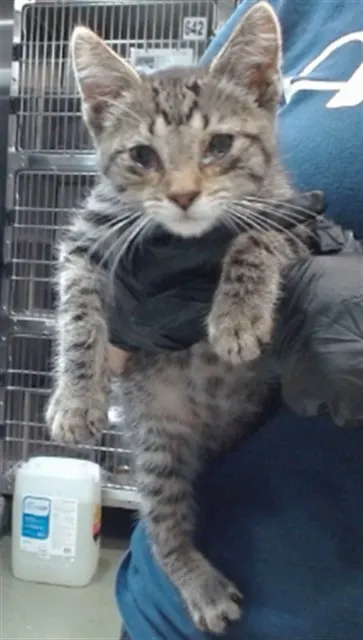 Med Adopt Oliver
