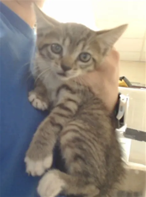 Adoptable Cat