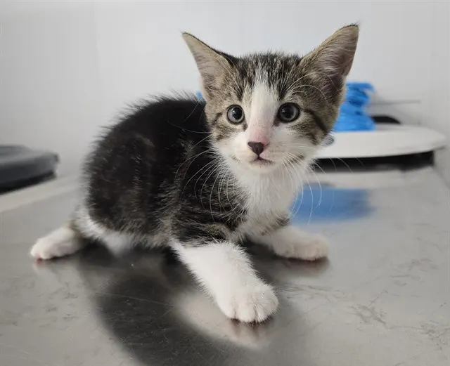 Adoptable Cat