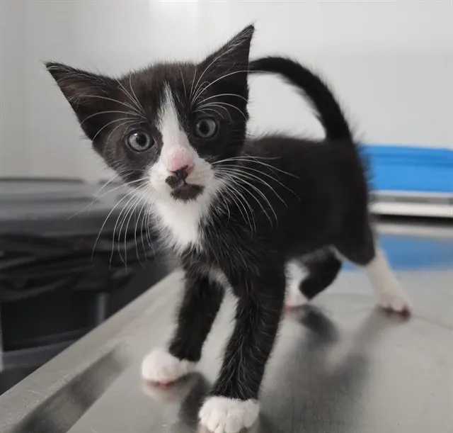 Adoptable Cat