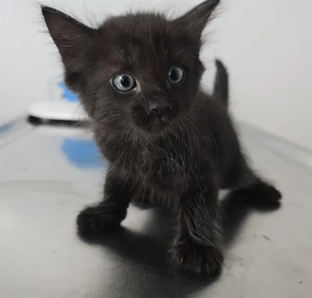 Adoptable Cat
