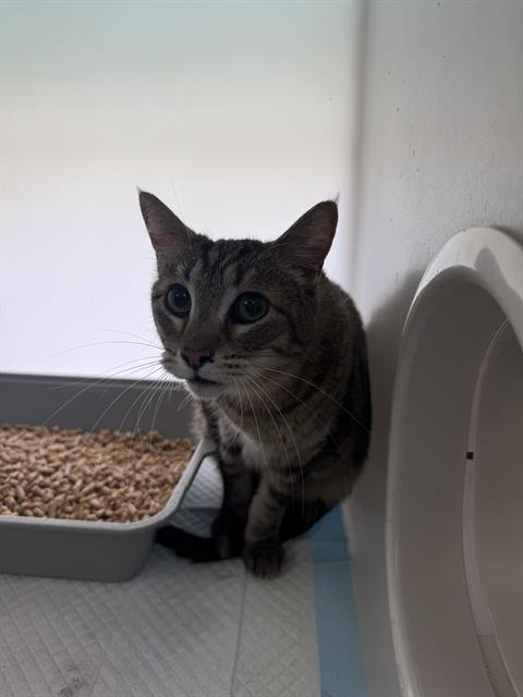 Adoptable Cat