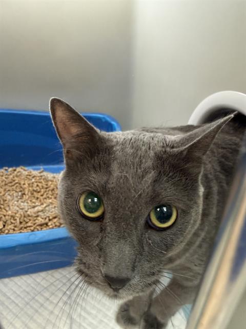 Adoptable Cat