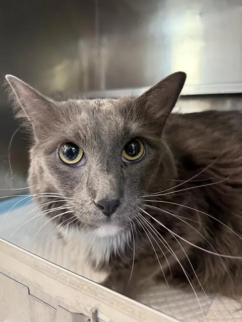 Adoptable Cat