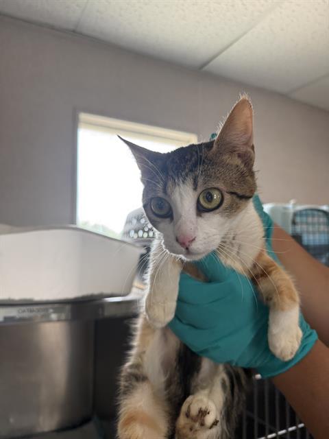 Adoptable Cat