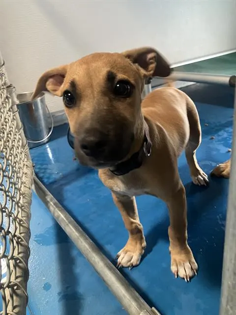 Adoptable Dog