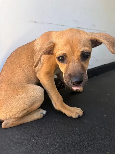 Adoptable Dog