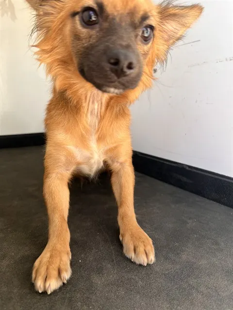 Adoptable Dog