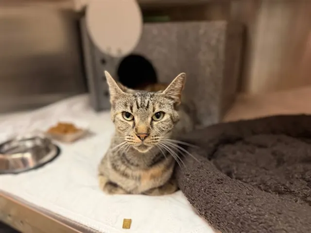 Portia