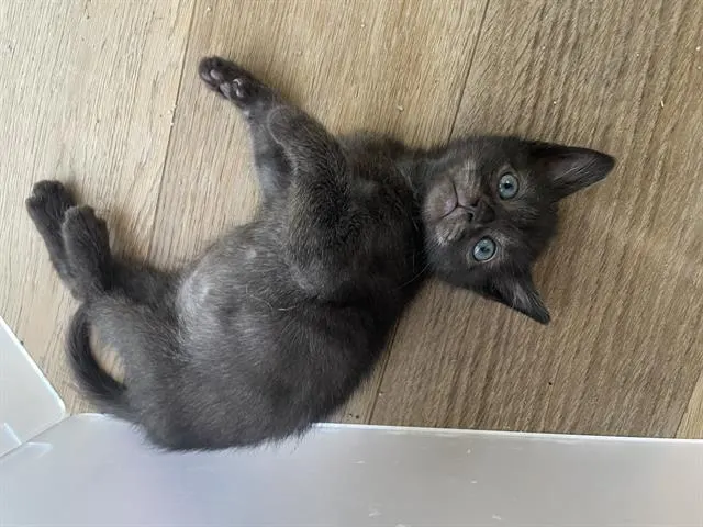 Benny