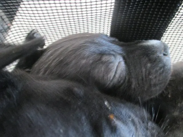 Sadie