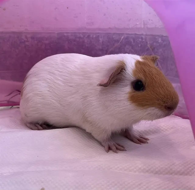 Peach