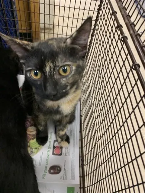 Adoptable Cat