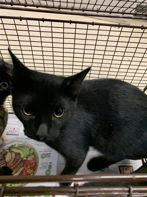Adoptable Cat