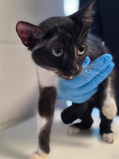 Adoptable Cat
