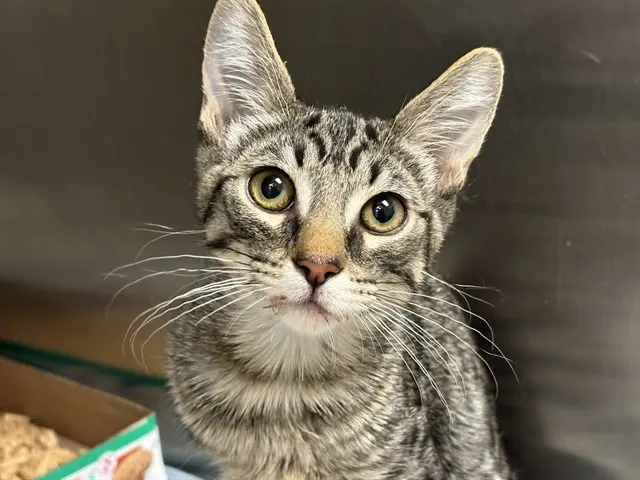 Tnr