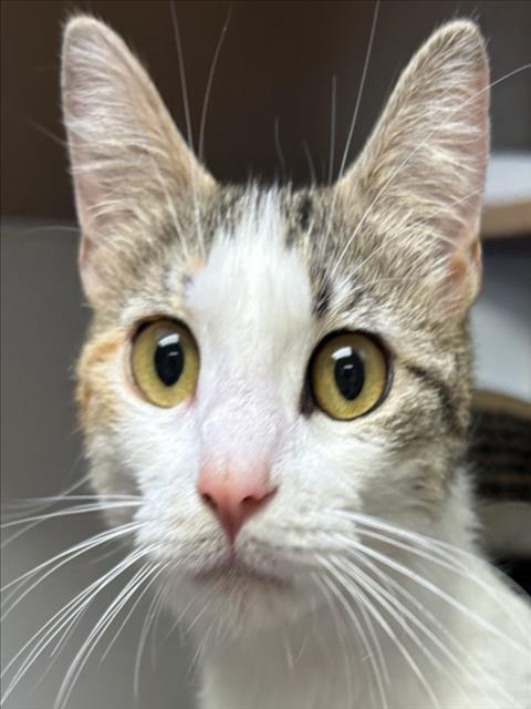 *Daphne