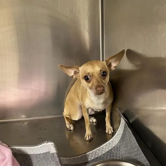 Adoptable Dog