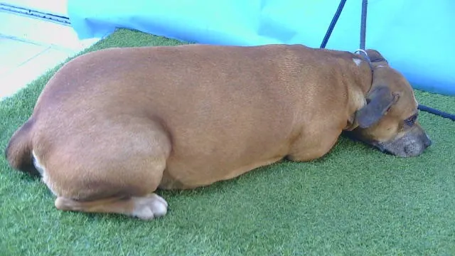 Canela