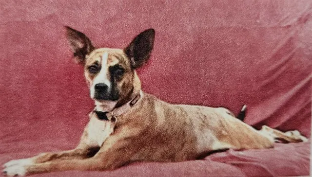 Sadie