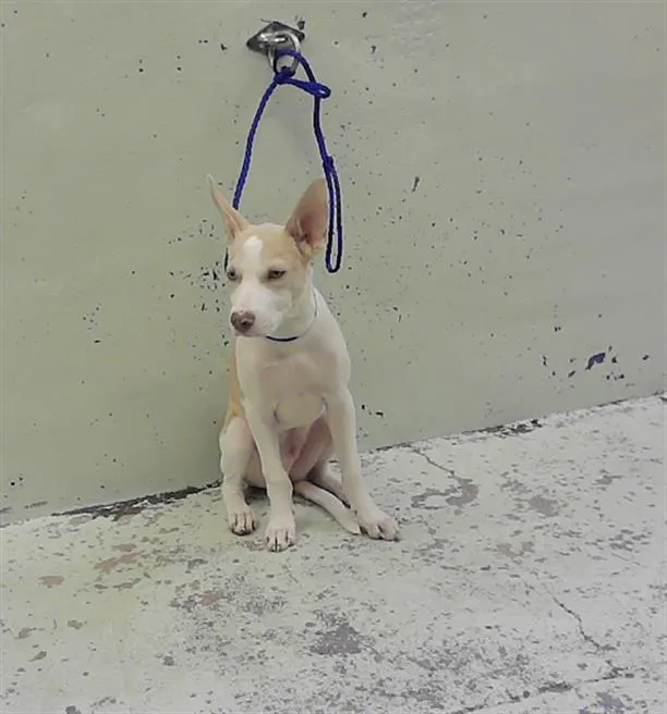 Adoptable Dog