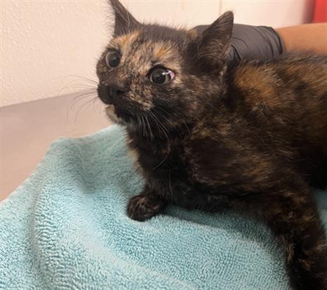 Adoptable Cat