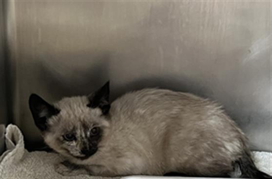 Adoptable Cat