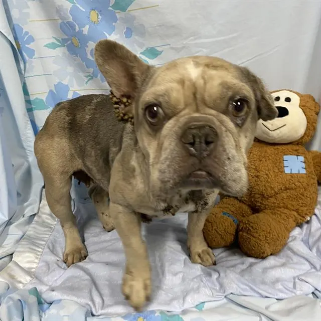 Adoptable Dog